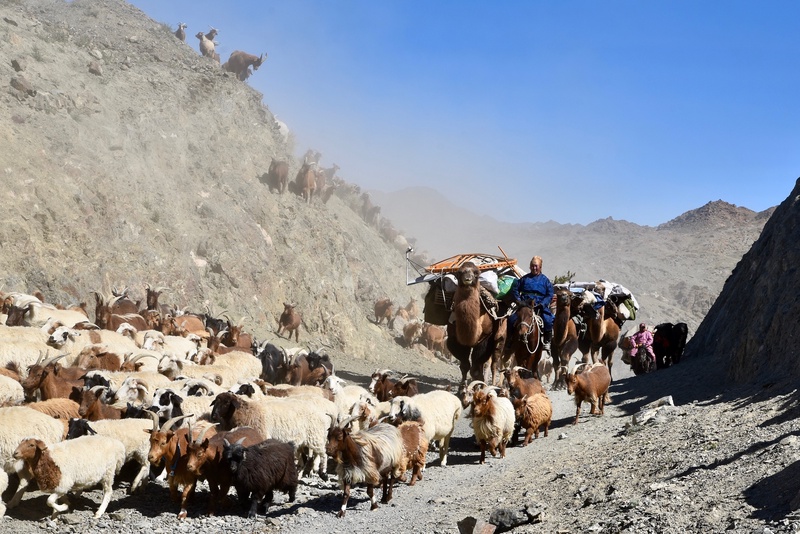 Mongolian Migration