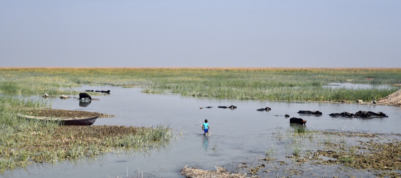 Iraqi Marshes