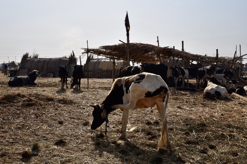 Iraqi Marshes
