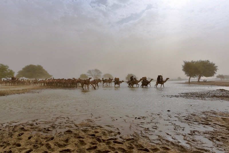 Chad: Migration of the Nomades Arabes