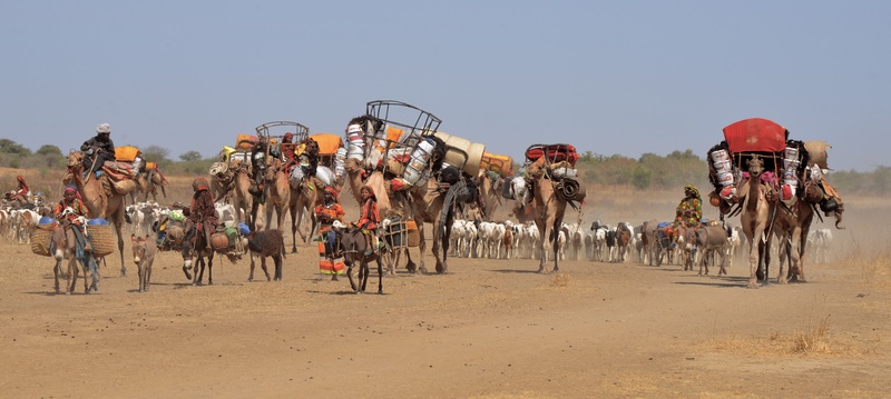 Chad: Migration of the Nomades Arabes