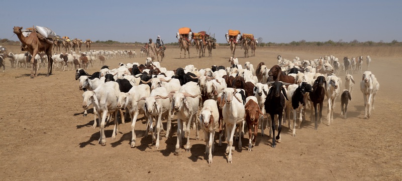 Chad: Migration of the Nomades Arabes