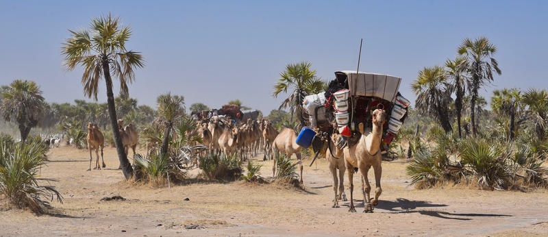 Chad: Migration of the Nomades Arabes