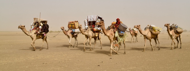Chad: Migration of the Nomades Arabes