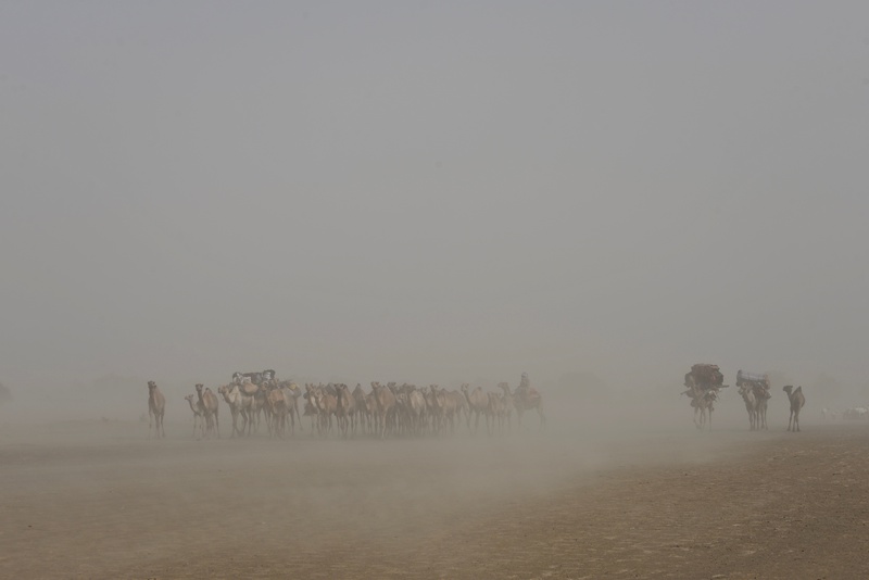 Chad: Migration of the Nomades Arabes