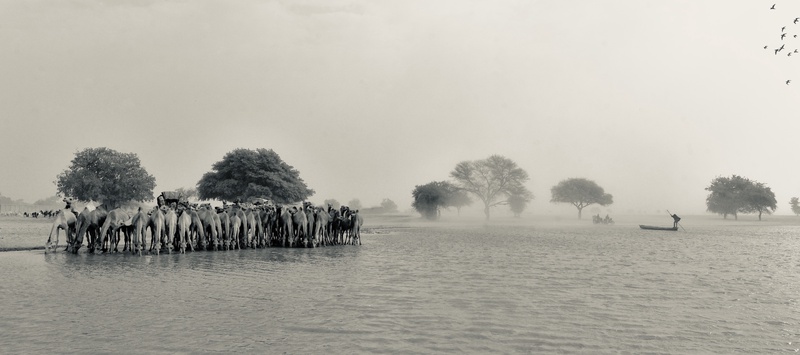 Nomades Arabes on the Move