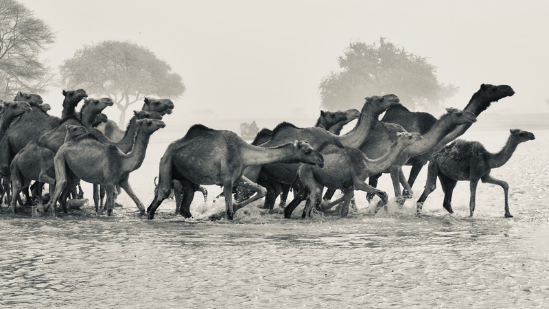 Nomades Arabes on the Move