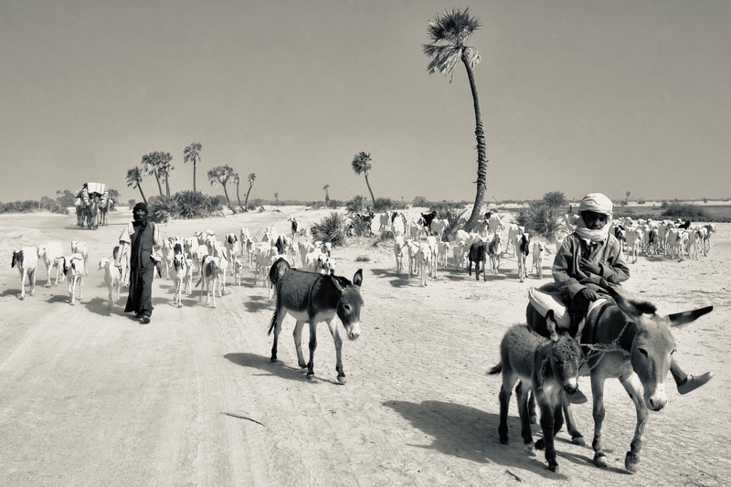 Nomades Arabes on the Move