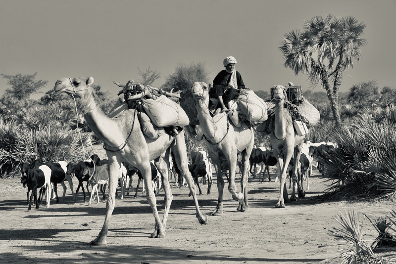 Nomades Arabes on the Move