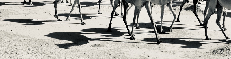 Nomades Arabes on the Move