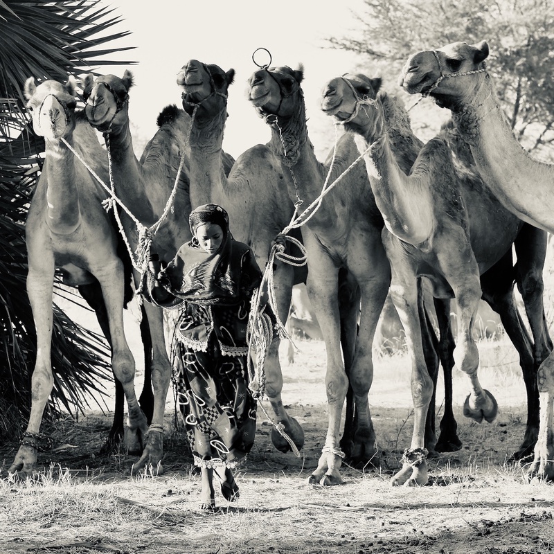 Nomades Arabes on the Move