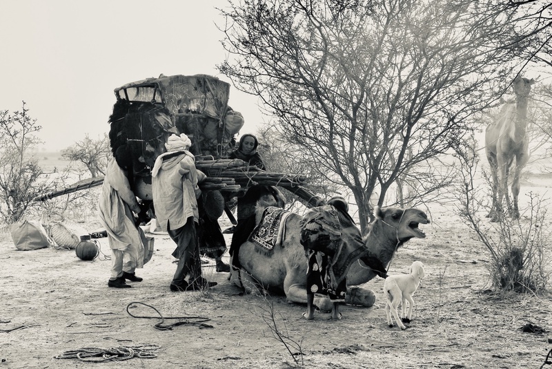 Nomades Arabes on the Move