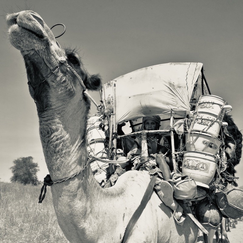 Nomades Arabes on the Move