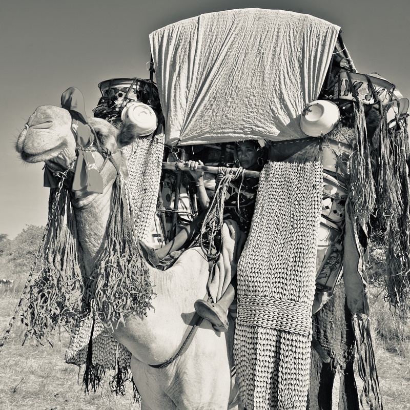 Nomades Arabes on the Move