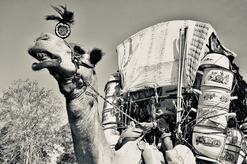 Nomades Arabes on the Move