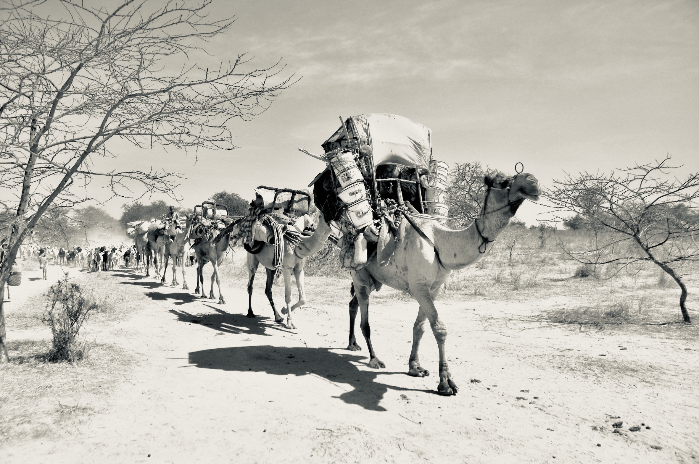 Nomades Arabes on the Move