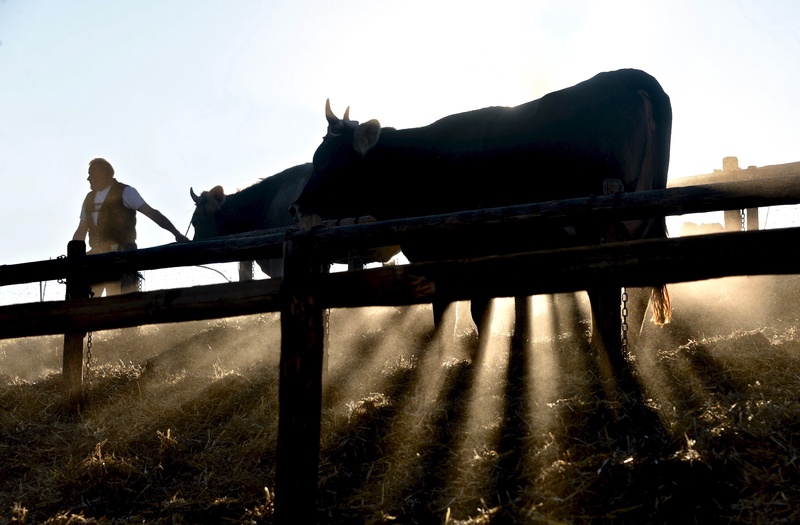 Appenzell: "Viehschau"