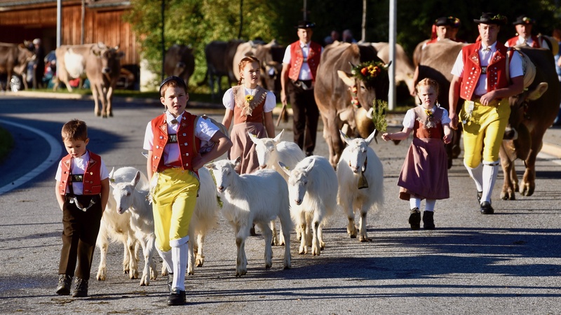 Appenzell: "Viehschau"