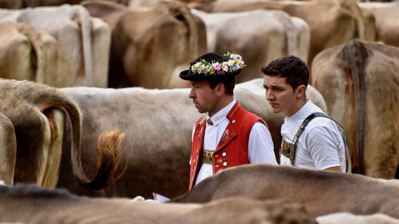 Appenzell: "Viehschau"