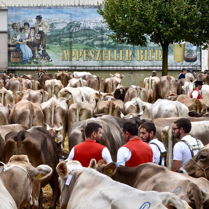 Appenzell: "Viehschau"