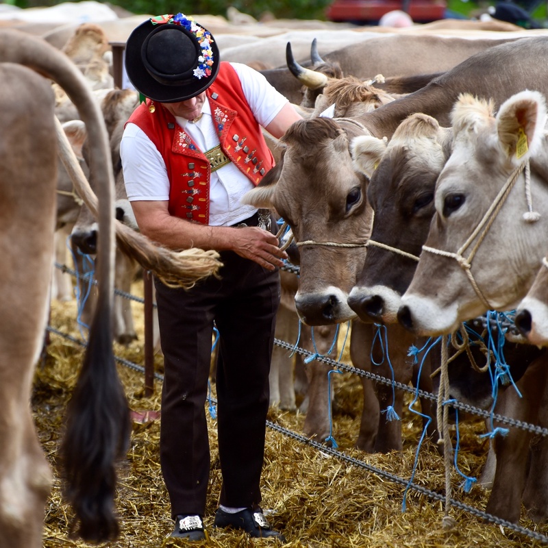 Appenzell: "Viehschau"