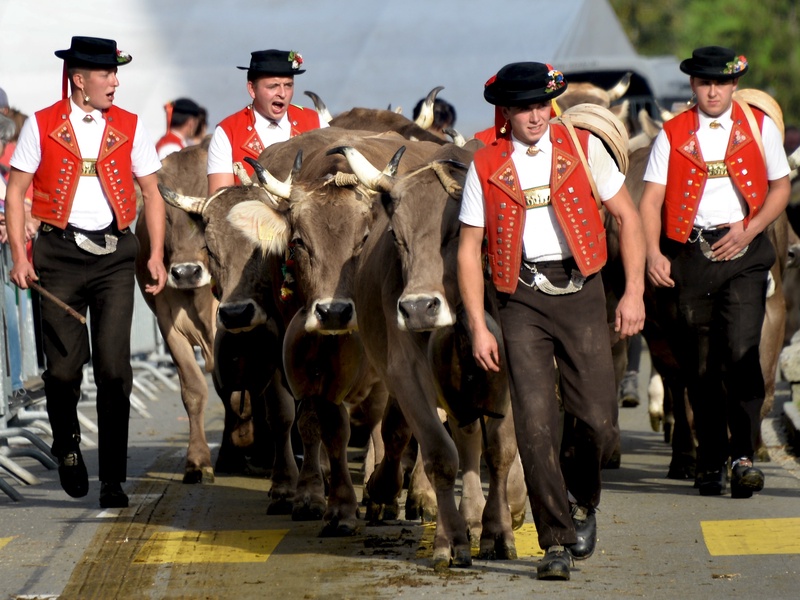 Appenzell: "Viehschau"