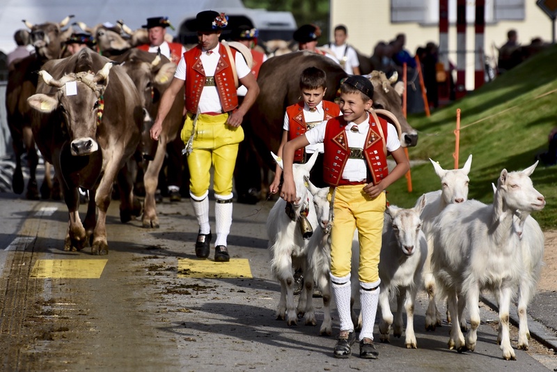 Appenzell: "Viehschau"