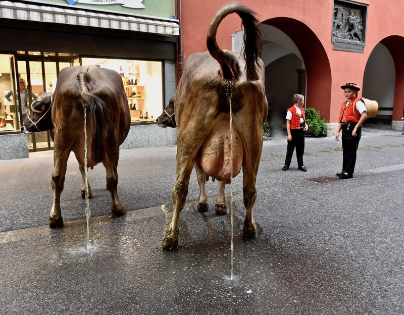 Appenzell: "Viehschau"