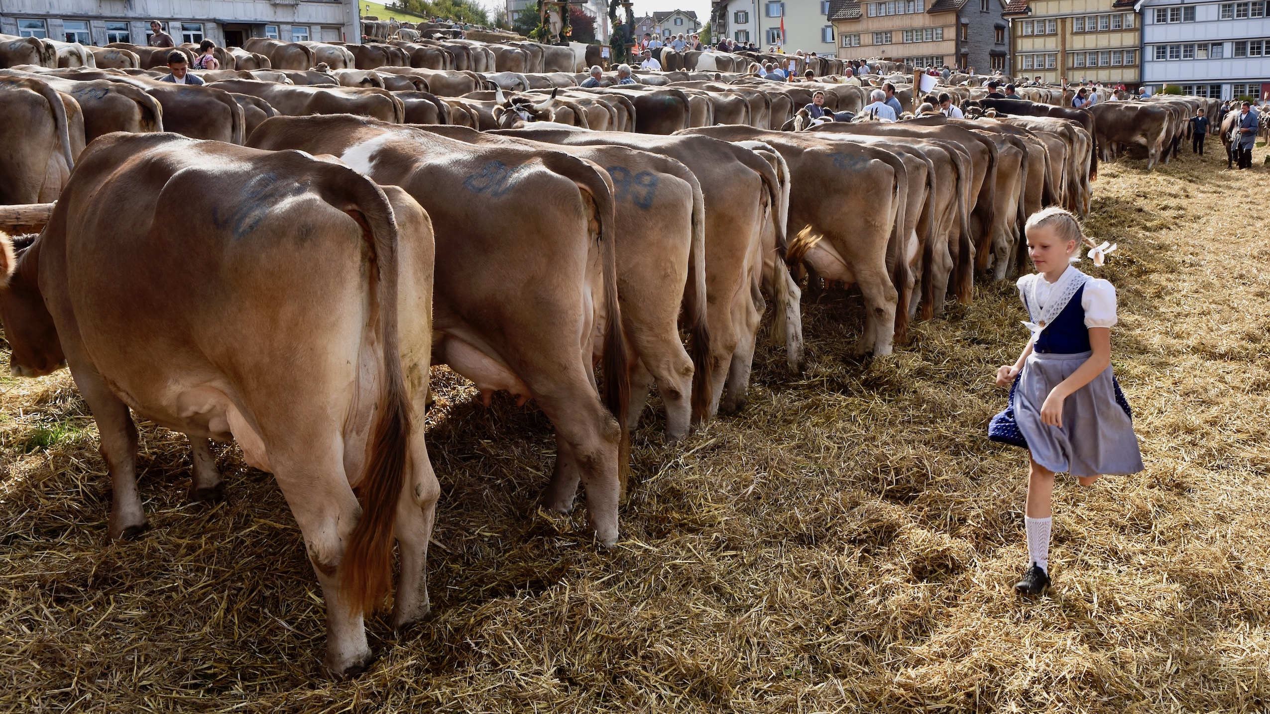 Appenzell: "Viehschau"