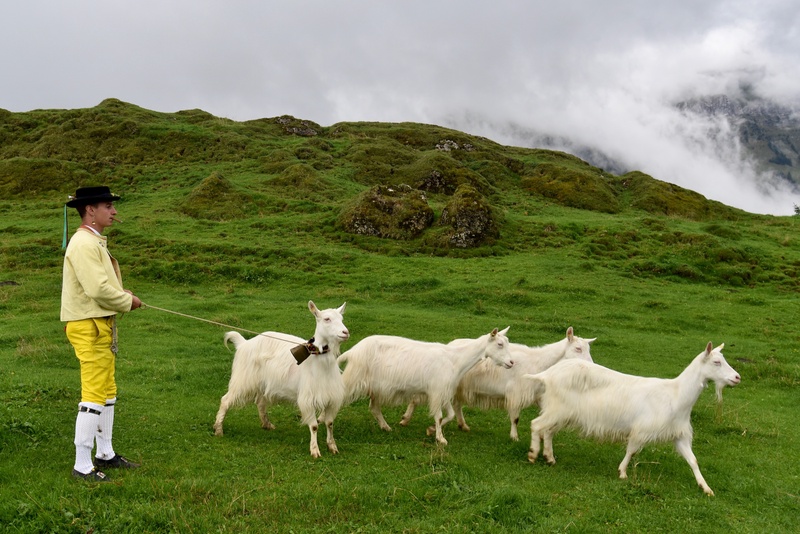 Appenzell: "Alpabzug"