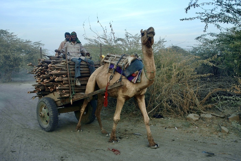 Charcol Production Gujarat