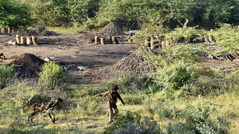 Charcol Production Gujarat