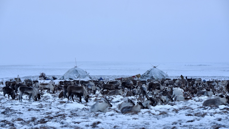 Chukchi (Siberia)