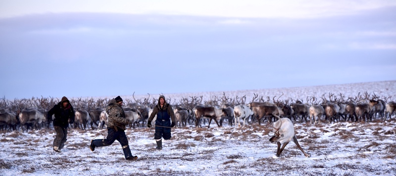 Chukchi (Siberia)