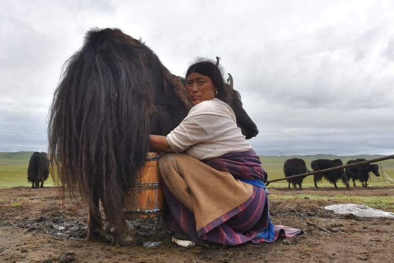 Tibetan Nomads
