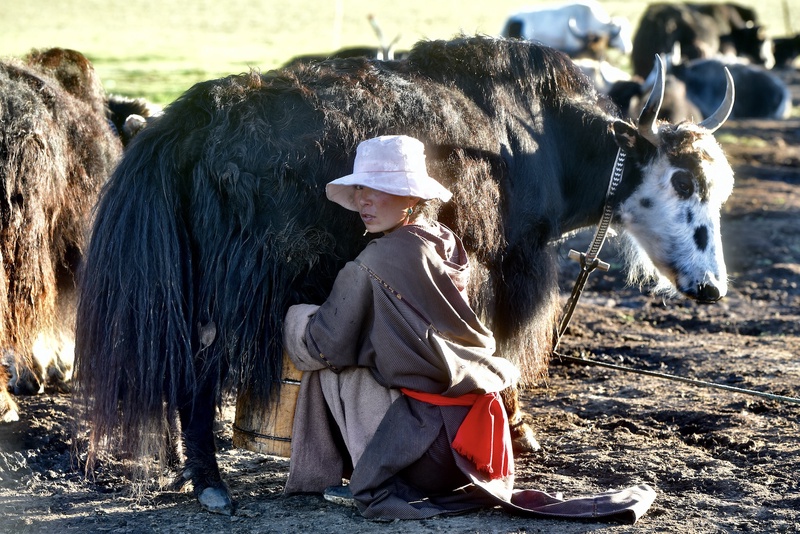 Tibetan Nomads