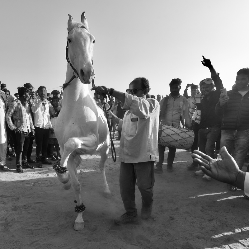 Dancing Marwari Horses