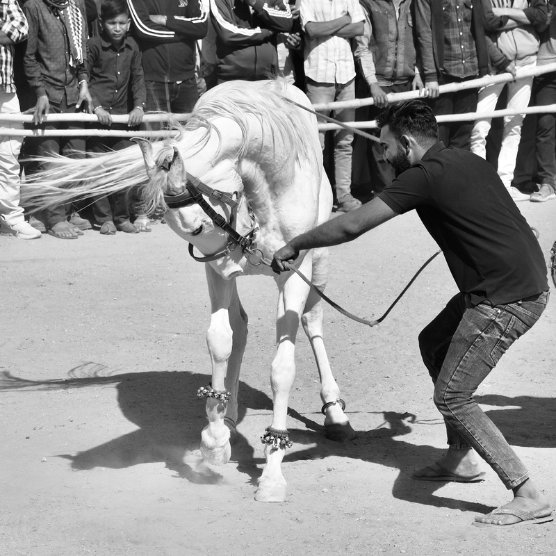 Dancing Marwari Horses
