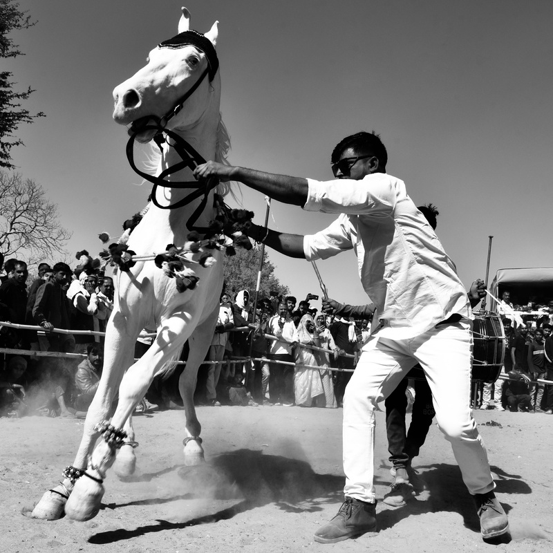 Dancing Marwari Horses