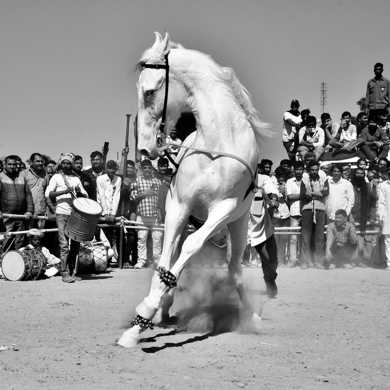 Dancing Marwari Horses