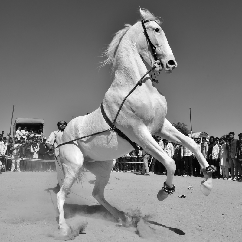 Dancing Marwari Horses