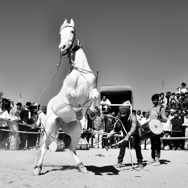 Dancing Marwari Horses