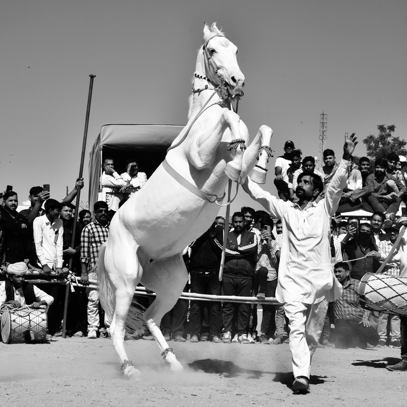 Dancing Marwari Horses