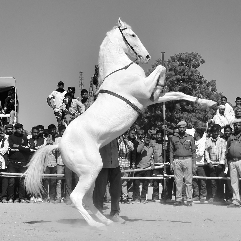 Dancing Marwari Horses