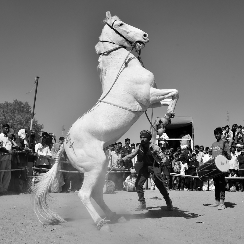 Dancing Marwari Horses