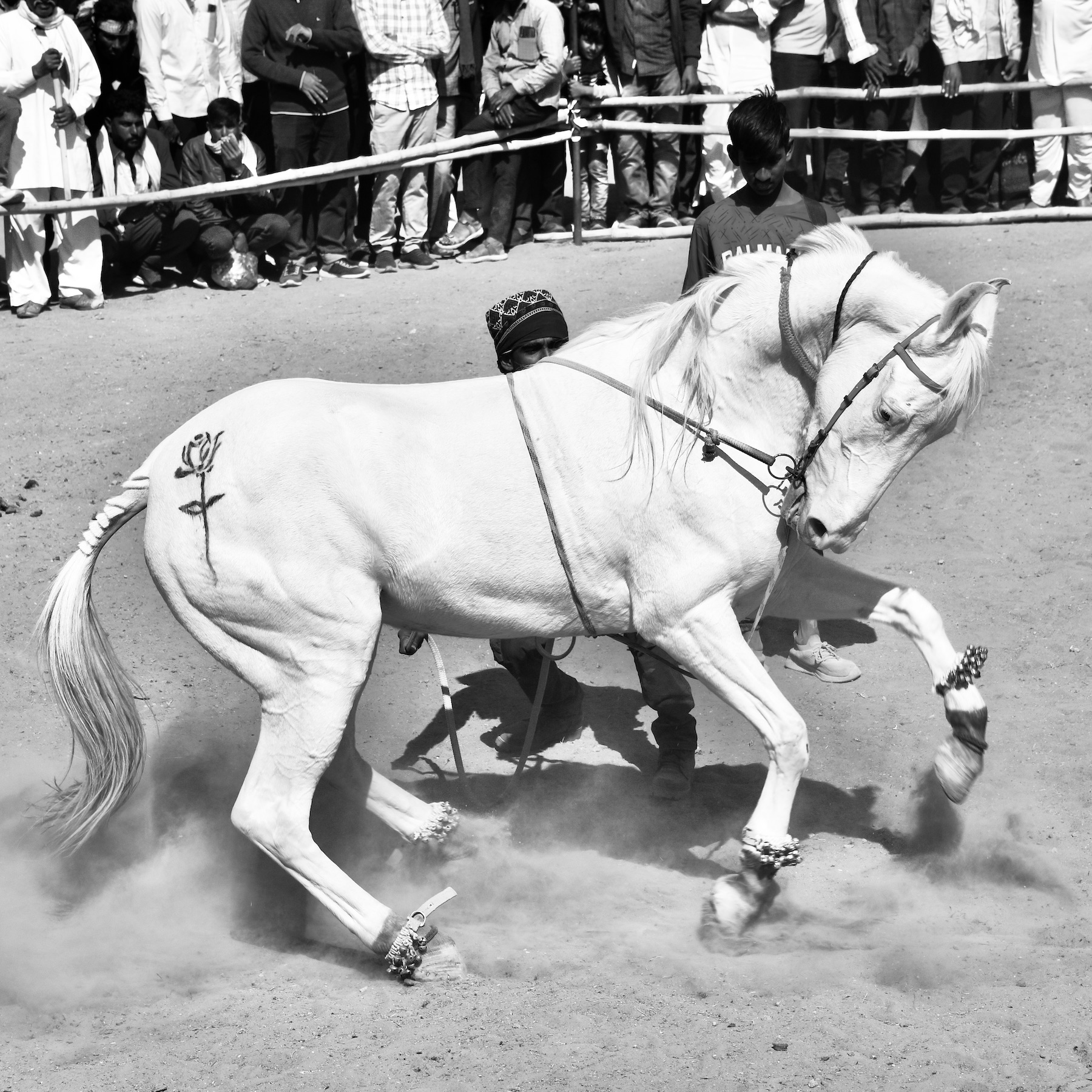 Dancing Marwari Horses