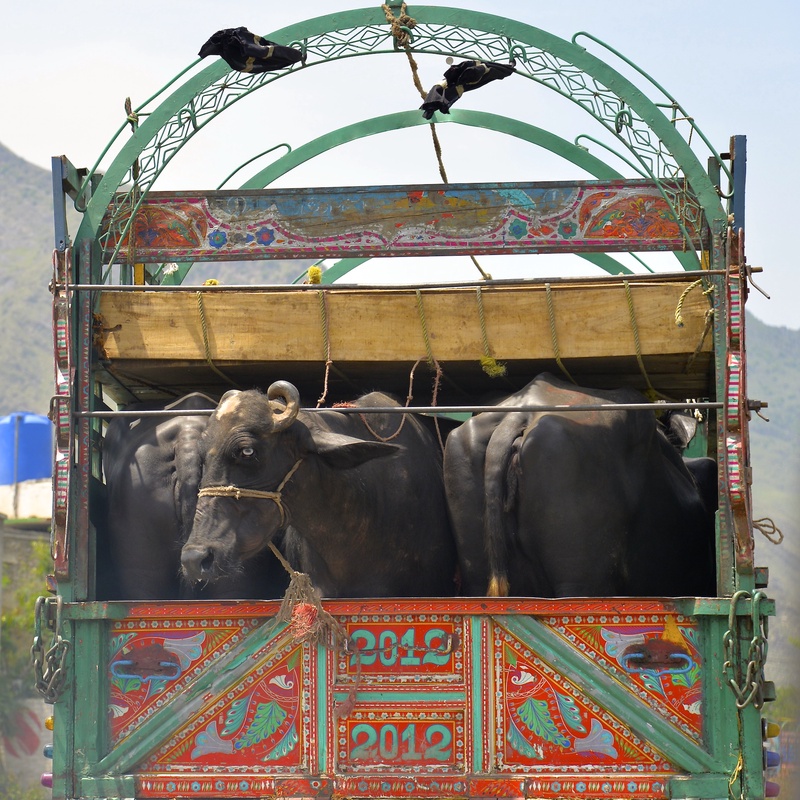 Pakistan Lorries