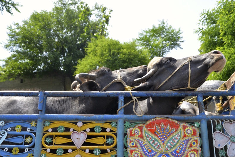 Pakistan Lorries