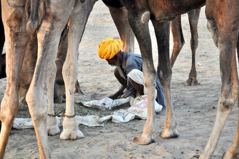 Pushkar Camel Fair