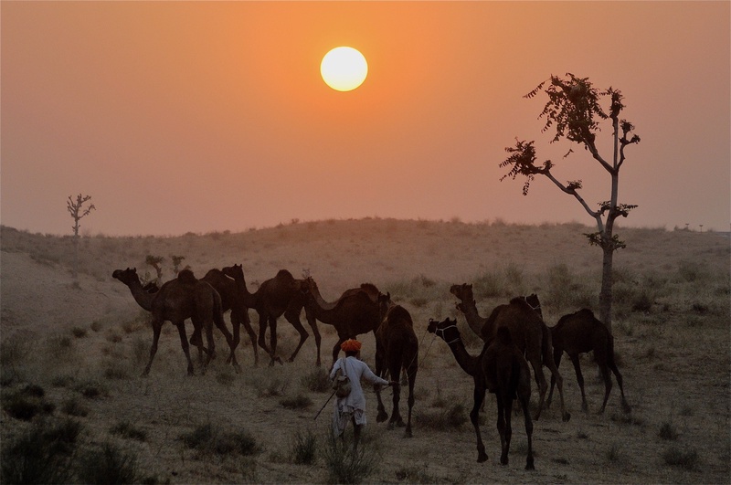 Pushkar Camel Fair